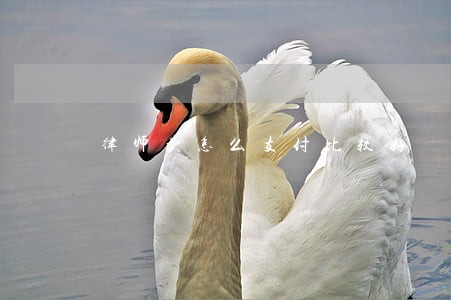 律师费怎么支付比较好