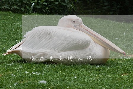 律师费支持法规