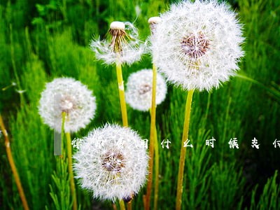 律师费用什么时候支付