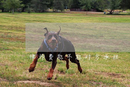 律师费能不能对方承担 律师费能不能对方承担