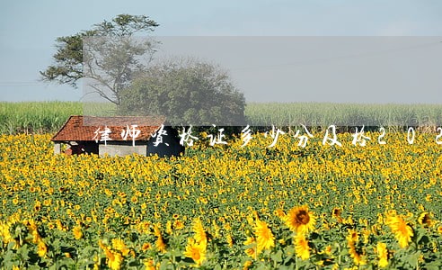 律师资格证多少分及格2022