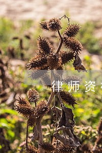 律师资格证是终身么