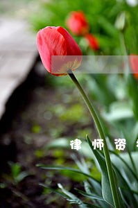 律师资格证有面试 律师资格证有面试