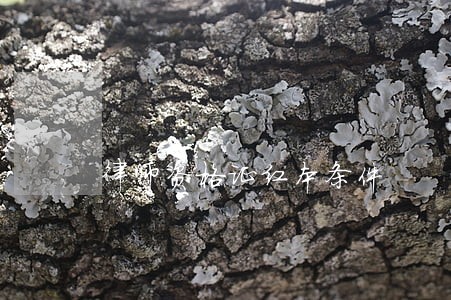律师资格证红本条件 律师资格证红本条件