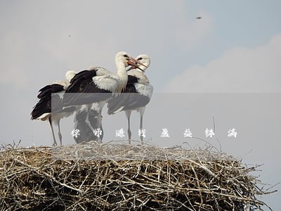 律师赚钱盆盈钵满 律师赚钱盆盈钵满