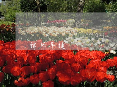 律师车捷 律师车捷
