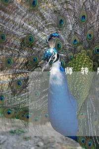 律师转所三清 律师转所三清