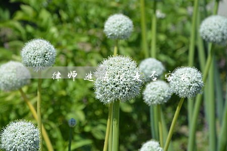 律师进法院是否安检