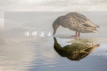 律师逃走 律师逃走