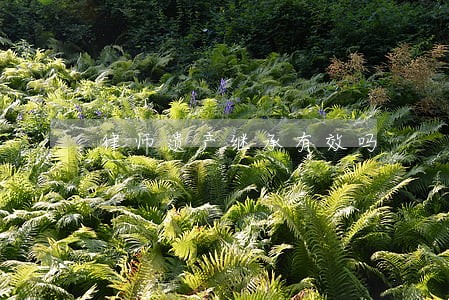 律师遗产继承有效吗 律师遗产继承有效吗
