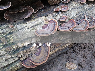 律师配比 律师配比