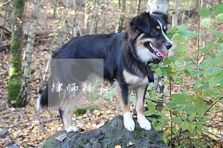 律师释标 律师释标