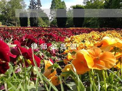 律师金高银 律师金高银