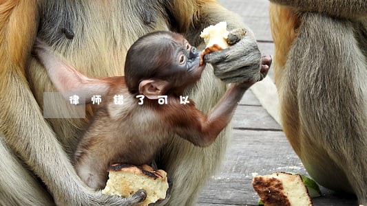 律师错了可以