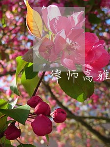 律师高雅琴 律师高雅琴