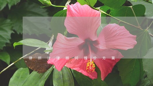 律所法律顾问报价方案 律所法律顾问报价方案