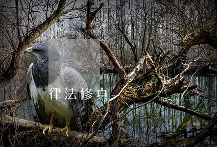 律法修真 律法修真