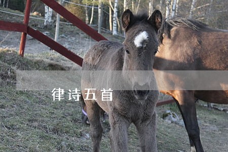 律诗五首 律诗五首