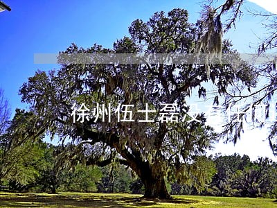 徐州伍士磊没有任何违法行为 徐州伍士磊没有任何违法行为