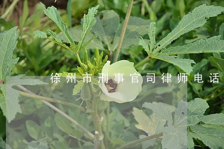 徐州市刑事官司律师电话微信 徐州市刑事官司律师电话微信
