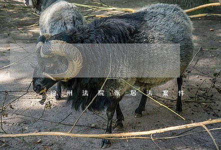 徐州法院张居法案件 徐州法院张居法案件
