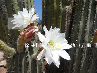 徐州法院招聘执行助理 徐州法院招聘执行助理