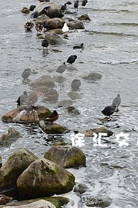 徐汇交通肇事罪律师