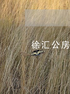 徐汇公房拆迁纠纷律师免费咨询