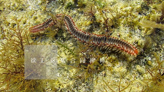 徐汇区房合同律师 徐汇区房合同律师