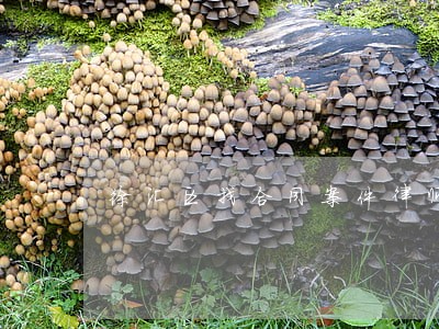 徐汇区找合同案件律师收费标准 徐汇区找合同案件律师收费标准