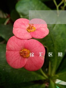 徐汇区期房纠纷律师所 徐汇区期房纠纷律师所