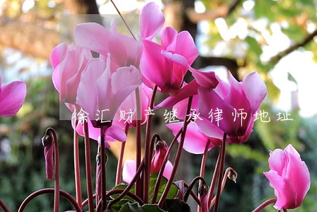 徐汇财产继承律师地址