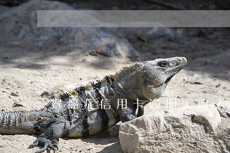 得癌症信用卡逾期无收入 得癌症信用卡逾期无收入