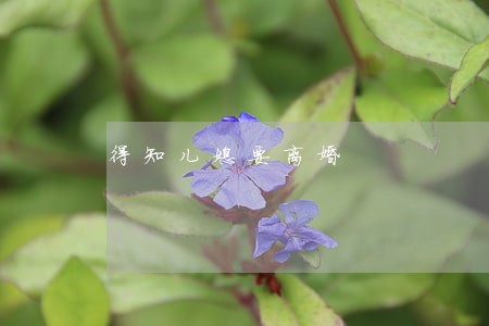 得知儿媳要离婚 得知儿媳要离婚