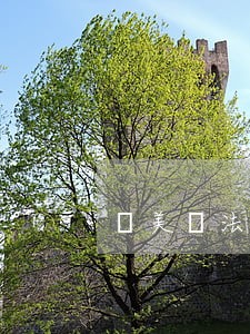 從美國法論我國高齡監護法制 從美國法論我國高齡監護法制
