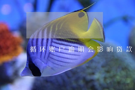 循环账户逾期会影响贷款吗 循环账户逾期会影响贷款吗