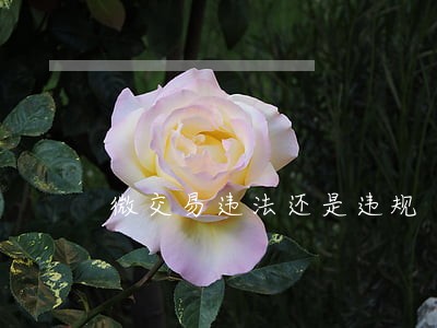微交易违法还是违规