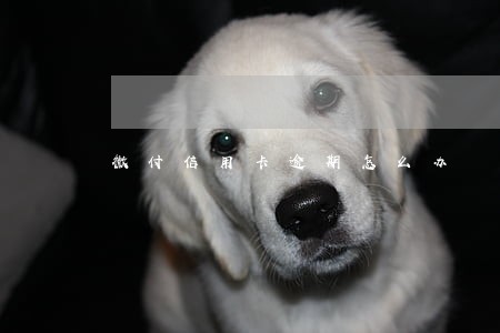 微付信用卡逾期怎么办