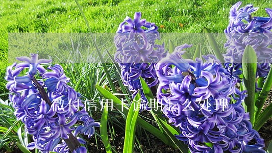 微付信用卡逾期怎么处理 微付信用卡逾期怎么处理