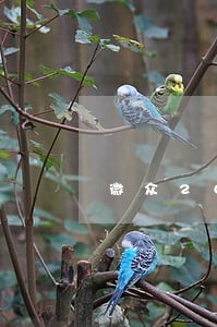 微众2000块逾期后果 微众2000块逾期后果