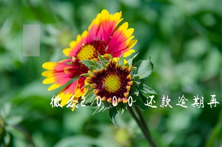 微众2000还款逾期再借款