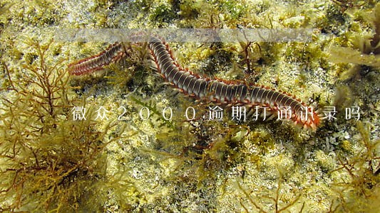 微众2000逾期打通讯录吗 微众2000逾期打通讯录吗