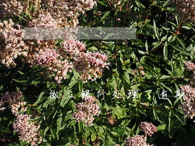 微众银行处理了逾期 微众银行处理了逾期