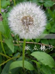 微众银行财富贷逾期 微众银行财富贷逾期