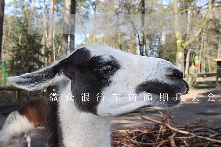微众银行车贷逾期几天会拖车 微众银行车贷逾期几天会拖车