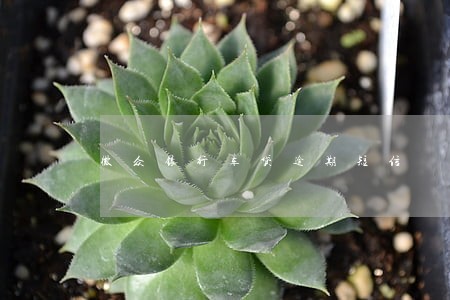 微众银行车贷逾期短信