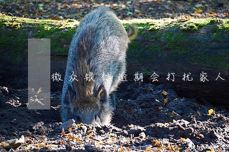微众银行逾期会打扰家人吗 微众银行逾期会打扰家人吗
