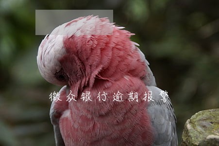 微众银行逾期报警 微众银行逾期报警