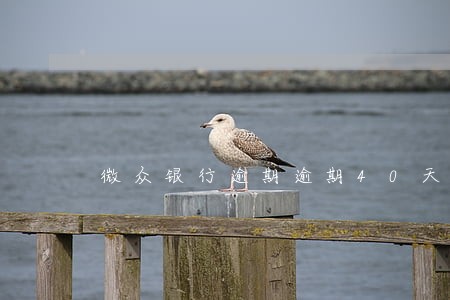 微众银行逾期逾期40天 微众银行逾期逾期40天