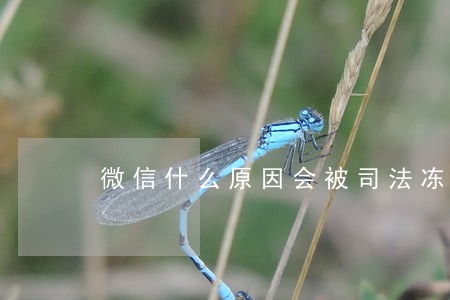 微信什么原因会被司法冻结零钱